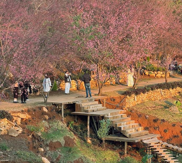 Mu Náu Farm Mộc Châu mùa hoa đào hấp dẫn du khách