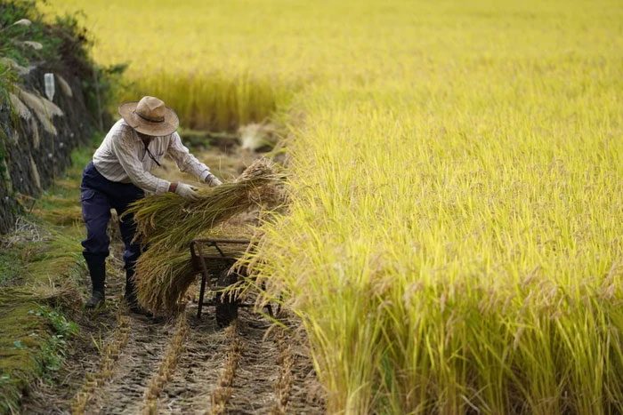 nong-dan-trong-lua Các nhà sản xuất đang nỗ lực xuất khẩu gạo ra thế giới.