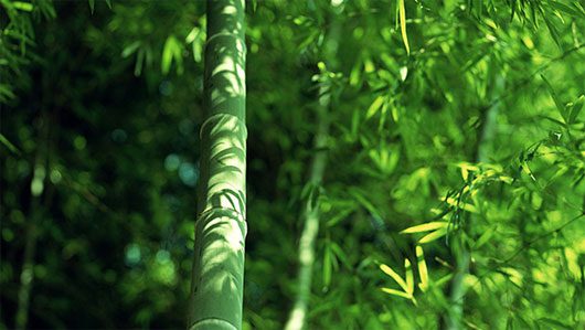 Những đốt tre chính là các viên "pháo" đầu tiên Những đốt tre chính là các viên "pháo" đầu tiên