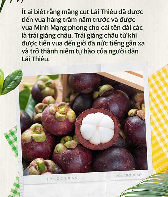 Măng cụt được trồng ở Lái Thiêu từ giữa thế kỷ 19.