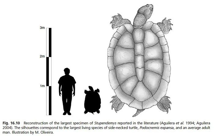 So sánh kích thước của loài rùa Stupendemys geographicus với rùa hiện đại và con người.