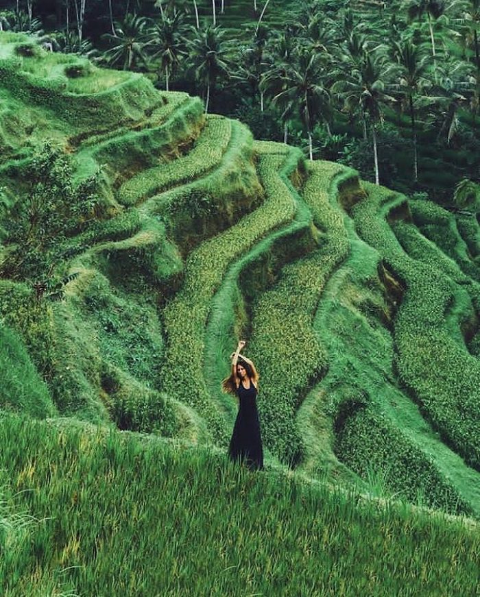 Ruộng bậc thang Tegalalang Indonesia đẹp như tranh