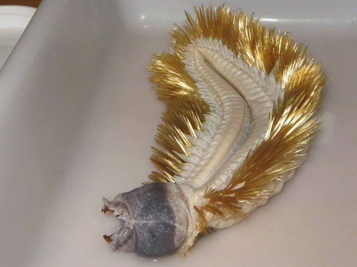 Eulagisca gigantea là một con sâu giun nhiều tơ thuộc gia đình Polynoidae