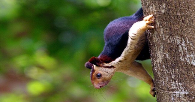 Ghé khu rừng Ấn Độ thăm loài sóc sặc sỡ nhất hành tinh: lòe loẹt như tranh vẽ