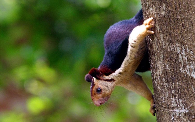 Tên khoa học của những con sóc đặc biệt này là Ratufa indica