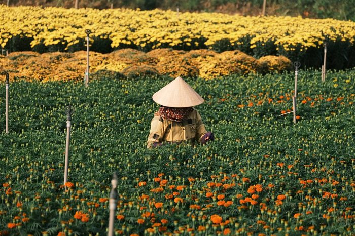 Người nông dân tỉ mỉ kiểm tra từng nụ hoa. Sự chăm chút ấy quyết định chất lượng sắc xuân khi hoa rời vườn. Ảnh: FBNV