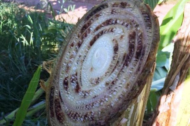 Khó có loại thuốc nào có thể phát huy hiệu quả diệt nấm, ngay cả khi thuốc được tiêm vào thân cây.