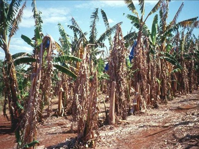 Bệnh panama khiến cây chuối bị khô héo và tàn lụi.