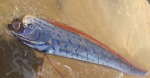5 điều ít biết về cá mái chèo
