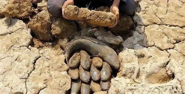 Các nhà khoa học đã nghiên cứu cá phổi để tìm ra phương pháp cứu sống với bệnh nhân nguy cấp.