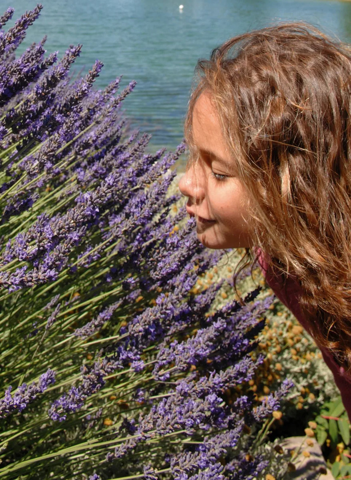 Các cánh đồng oải hương đẹp ở Provence Pháp - Digne-les-Bains