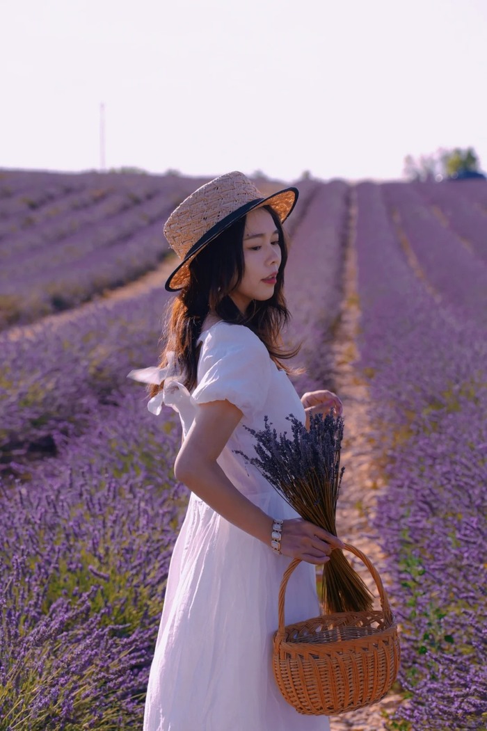 cần lưu ý khi ghé thăm các cánh đồng oải hương đẹp ở Provence Pháp