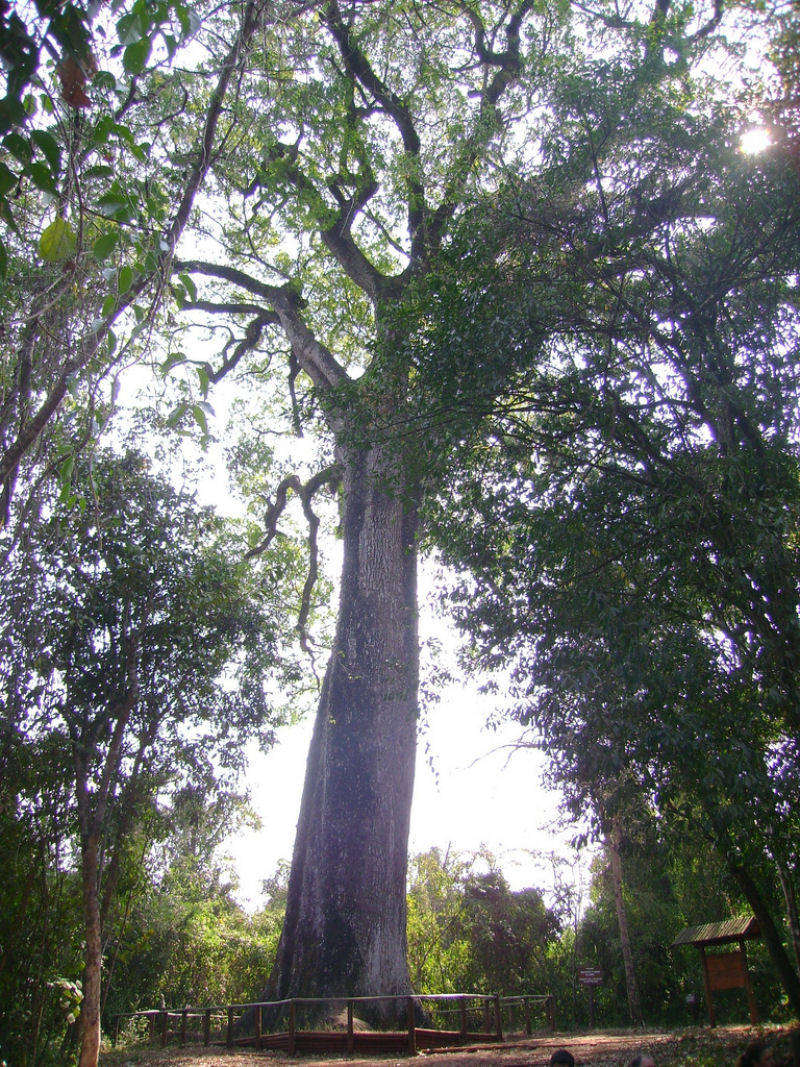 Cây Patriarca da Floresta, thuộc loài Cariniana legalis, mọc ở Brazil ước tính khoảng 3.000 năm tuổi. Cây Patriarca da Floresta, thuộc loài Cariniana legalis, mọc ở Brazil ước tính khoảng 3.000 năm tuổi.