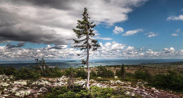 cay-old-tjikko Cây Old Tjikko