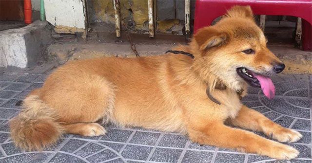 "Tứ đại quốc khuyển" của Việt Nam gồm những giống chó quý hiếm nào?
