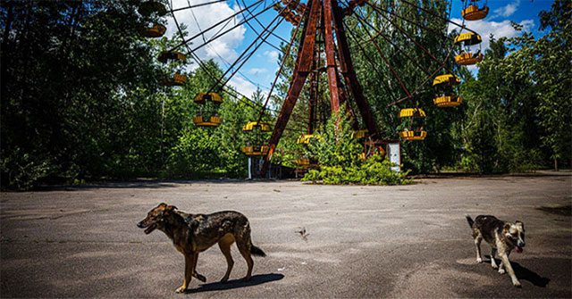 Những sinh vật đột biến sống ở vùng cấm Chernobyl