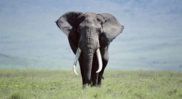 Những khám phá cực hay ho về loài voi khổng lồ Những khám phá cực hay ho về loài voi khổng lồ