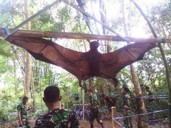 doi-khong-lo-2 Từ năm 1986 đến năm 2016, số lượng dơi vương miện vàng đã giảm hơn 50%