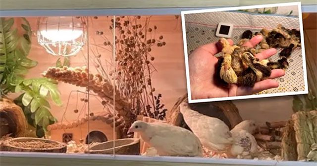 "Nuôi gà nhỏ nhất thế giới" - cơn sốt thú cưng mới có gì thú vị?
