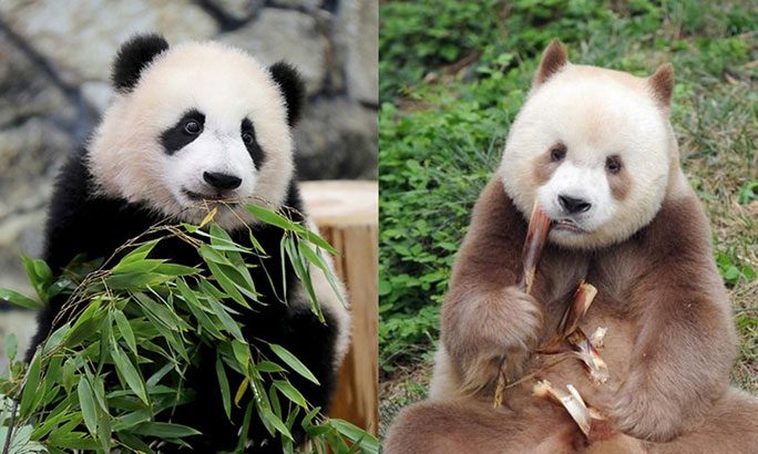gau-truc Gấu trúc thông thường (trái) và gấu trúc Tần Lĩnh với bộ lông nâu - trắng