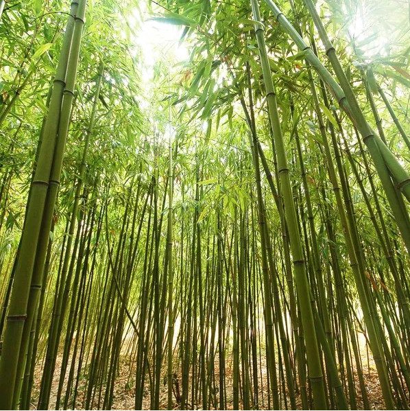 Bí ẩn hoa tre "trăm năm nở hoa một lần" không phải ai cũng biết