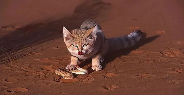 Vì sao mèo sa mạc có thể ăn rắn độc mà không bị nhiễm độc?