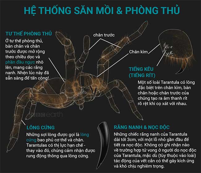 nhen-tarantula-1 Những sự thật thú vị về loài nhện Tarantula