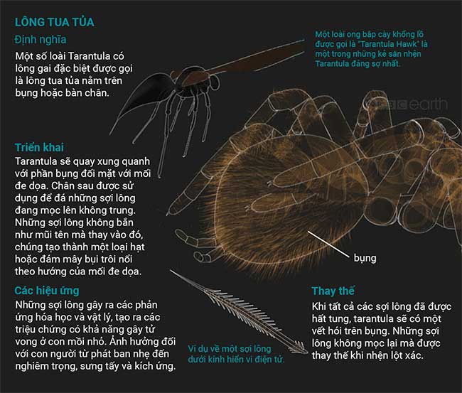 nhen-tarantula-2 Những sự thật thú vị về loài nhện Tarantula