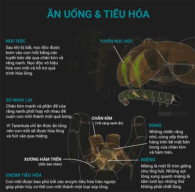 nhen-tarantula-3 Những sự thật thú vị về loài nhện Tarantula