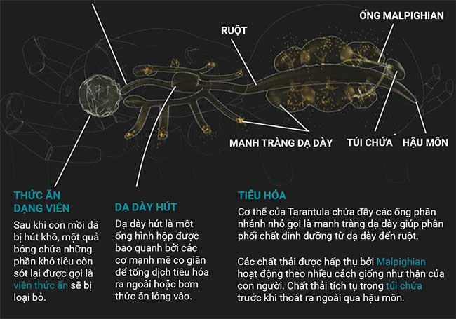 nhen-tarantula-4 Những sự thật thú vị về loài nhện Tarantula