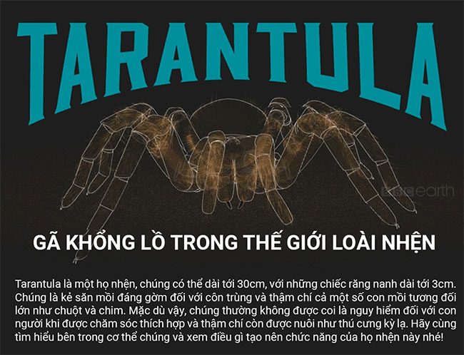 nhen-tarantula Những sự thật thú vị về loài nhện Tarantula