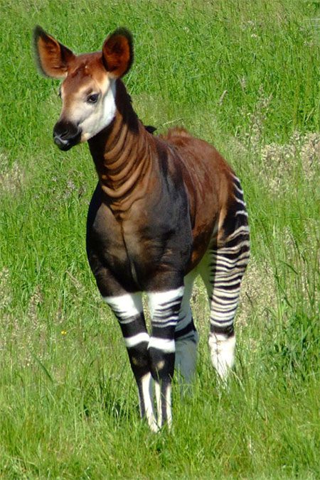 Okapi Thế giới động vật trong rừng nhiệt đới
