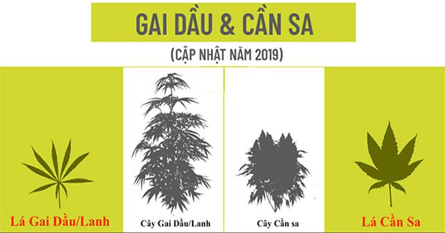Sự khác nhau giữa cây gai dầu (cây lanh) và cần sa