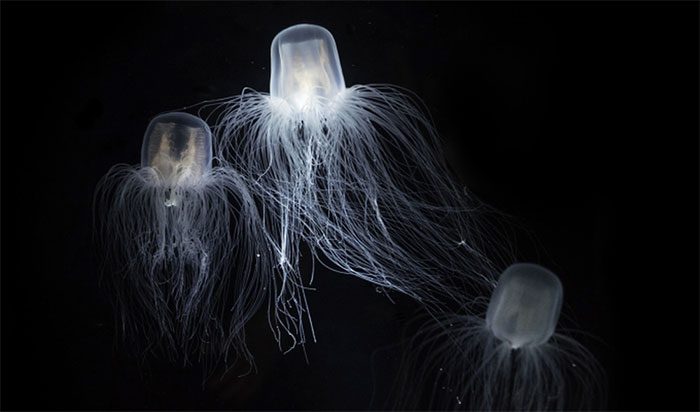 Sứa bất tử Turritopsis dohrnii