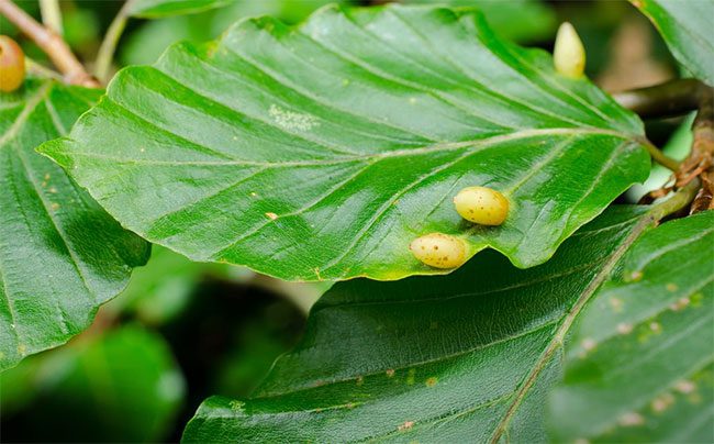 Gall, ung thư ở lá cây.