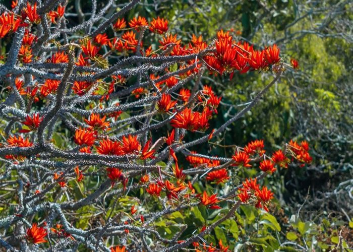 Hoa vông nem rực rỡ giữa lưng chừng Núi Bà Đen qua ống kính nhiếp ảnh gia Hải Triều