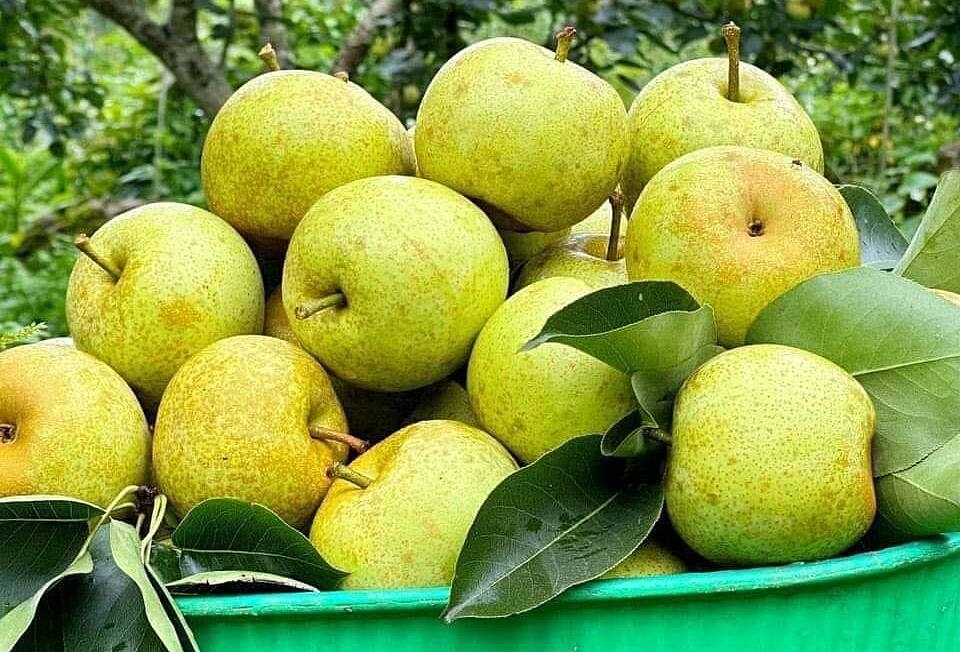 6 món giàu chất xơ không hòa tan giúp giảm táo bón