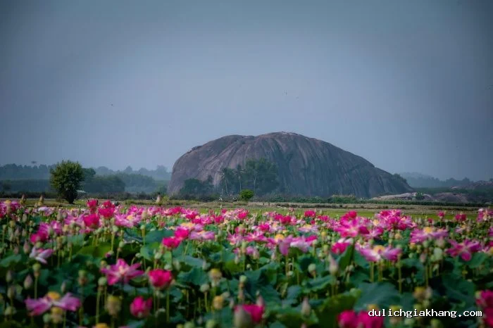 Cánh đồng sen Đồng Nai - vẻ đẹp bình yên từ một “tọa độ lạ” ít người biết Cánh đồng sen Đồng Nai - vẻ đẹp bình yên từ một “tọa độ lạ” ít người biết