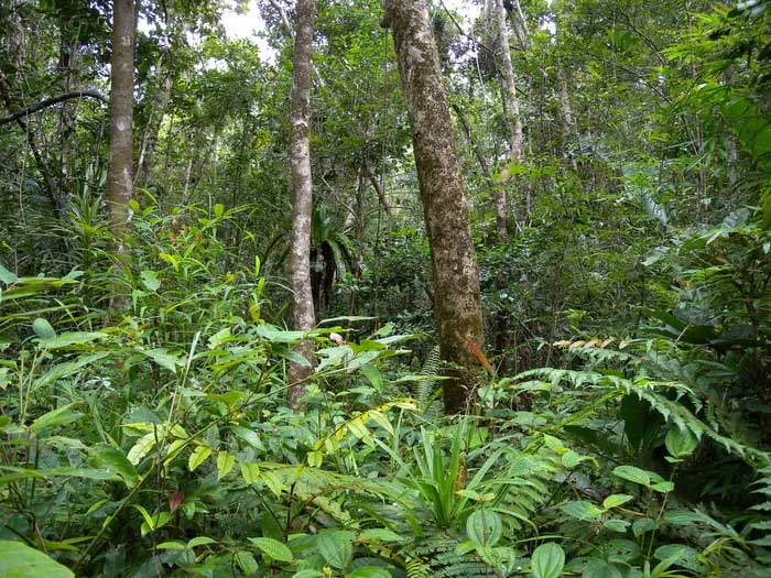 canh-rung Những khu rừng nhiều bóng râm là khu vực lý tưởng cho giun nhảy phát triển.