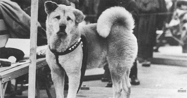 Những chuyện ít người biết về Hachiko - chú chó đứng ở sân ga 10 năm đợi chủ