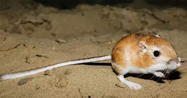 Top 10 cách khó tin mà động vật áp dụng để sống sót trong môi trường nguy hiểm