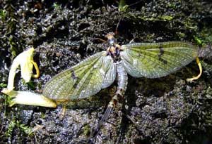 Côn trùng sống ngắn nhất – Phù du (Ephemeridae)