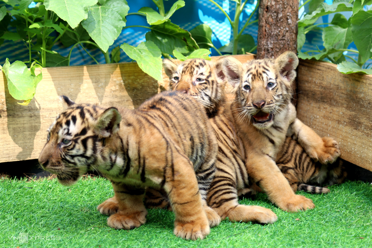Khách đổ về vườn thú ở Quy Nhơn xem ba hổ con Bengal mới sinh