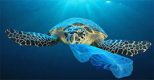 Vì sao sinh vật biển hay nuốt nhầm rác nhựa?