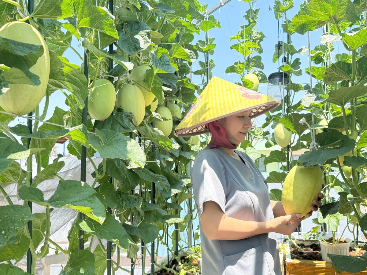 Thu hoạch hàng trăm quả dưa từ thùng xốp, chậu nhựa trên sân thượng