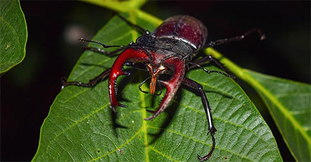Stag Beetle - Loài bọ quý hiếm đắt tiền nhất thế giới