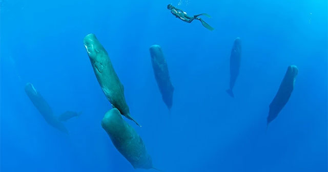 Tại sao cá nhà táng ngủ thẳng đứng?