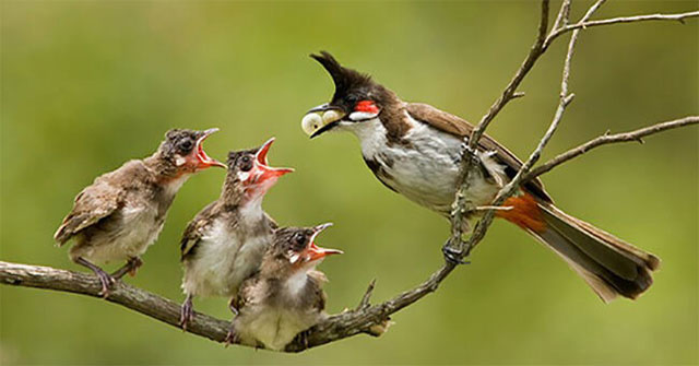 Vì sao chim mẹ sẵn sàng bỏ đói một số chim con, ưu ái cho những con khác ăn đầy đủ?