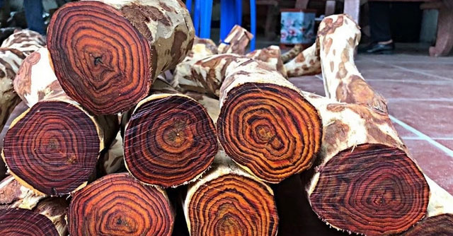 Loại gỗ được mệnh danh là "vàng lộ thiên": Hoàng tộc Trung Quốc tin dùng, đại gia đem bao tải tiền đi mua!