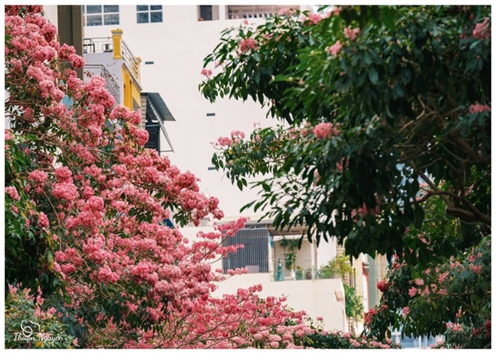 Mùa kèn hồng nhuộm sắc phố biển Nha Trang